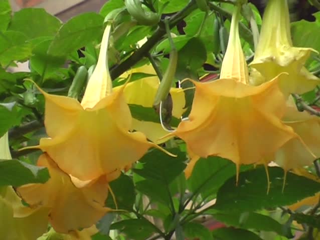 trumpet flower