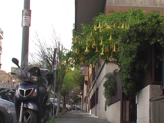 trumpet flower