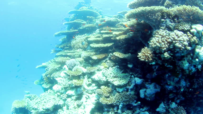 Underwater view of tropical coral reef and fishes on the Red Sea.