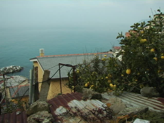 Lemon trees in the Italian Riviera.