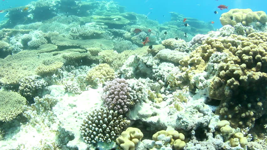 Coral reef and small fishes, shallow water, in the Red Sea.