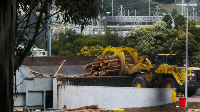 BOYER, AUSTRALIA - SEPTEMBER 28: a tractor dumps logs into a chipper at a pulp paper mill