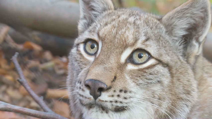 lynx