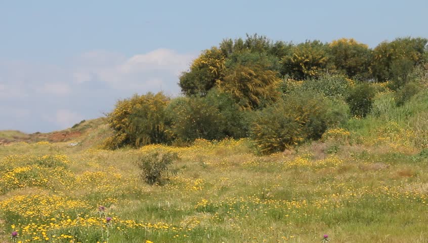 Header of Acacia farnesiana