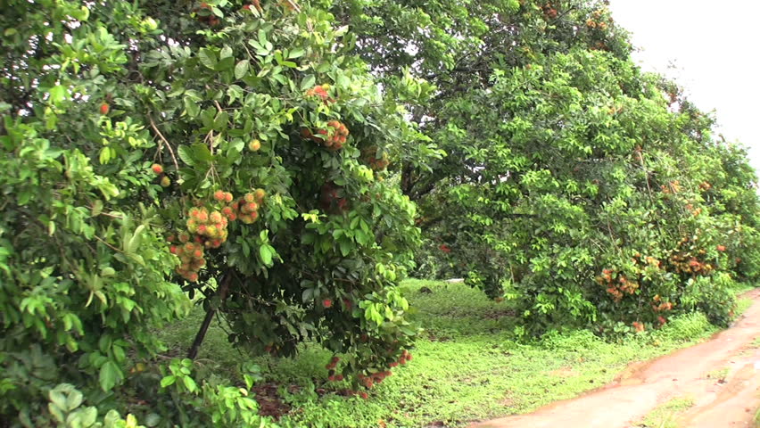 A tilt down shot of rambutan fruit in an orchard in Chantaburi, Thailand.