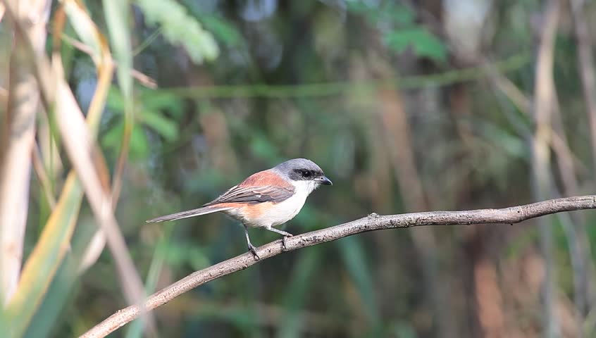 Burmese Shrike (Lanius collurioides) on the stick, Thailand
