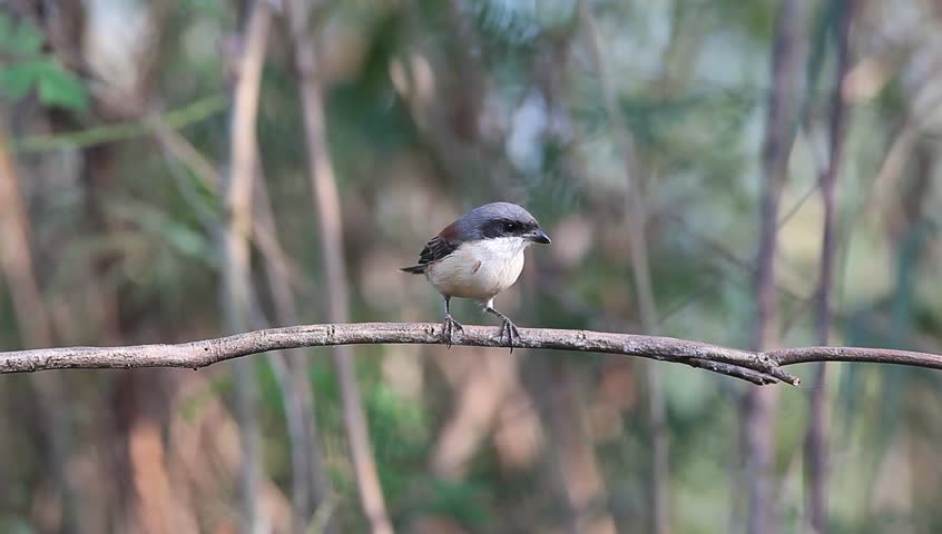 Burmese Shrike (Lanius collurioides) looking for worm, Thailand