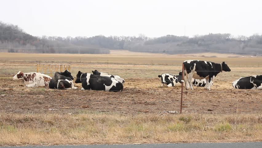 several holstein cows relaxing before the next milking