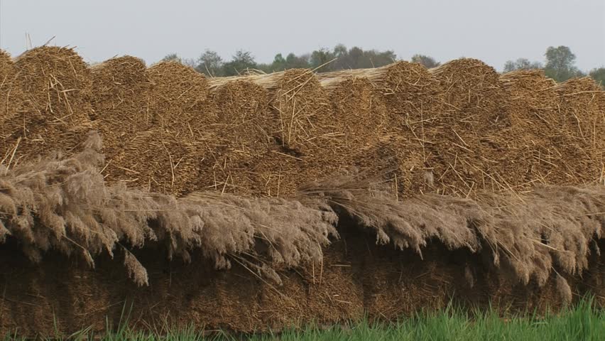 reed stack, reed harvest. Reed cultivation in Weerribben-Wieden National Park, Overijssel.