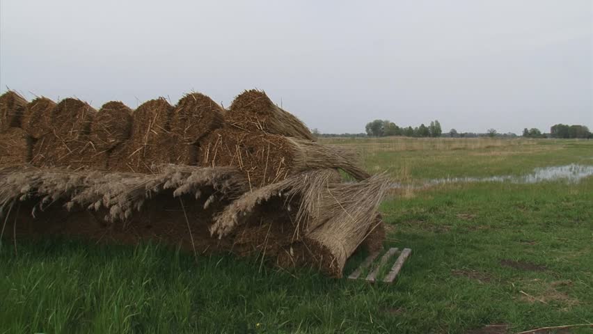 reed stack in Dutch peat landscape - pan. Reed cultivation in Weerribben-Wieden National Park, Overijssel.