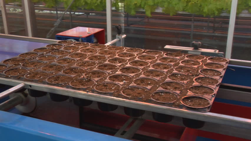 Conveyor with sprouts