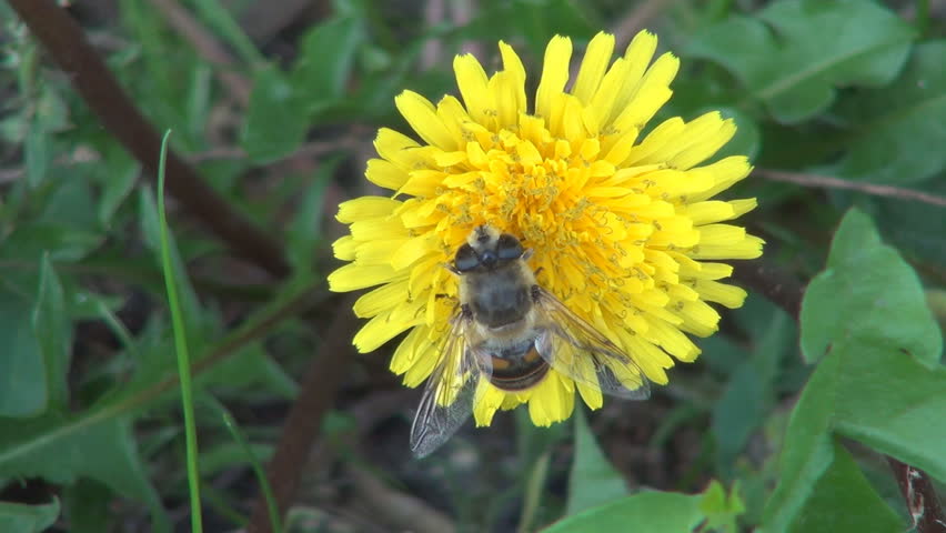 Bee Pollinating a Mountain Flower, Macro, Bee Pollinating a Dandelion 