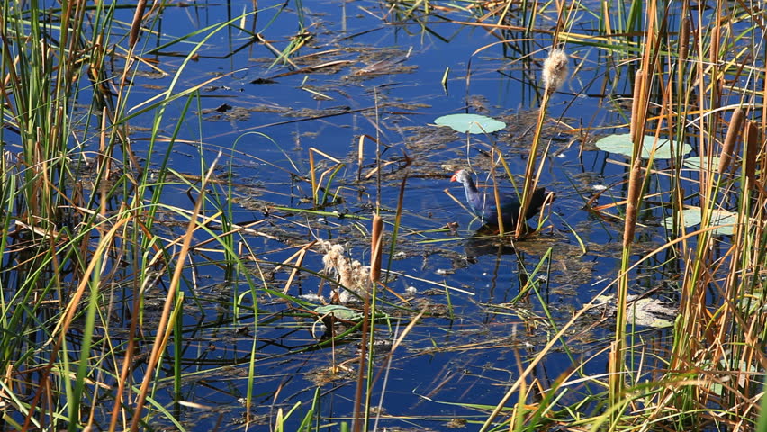 The Purple Swamphen (American Purple Gallinule) at the Khao Sam Roi Yot National Park 