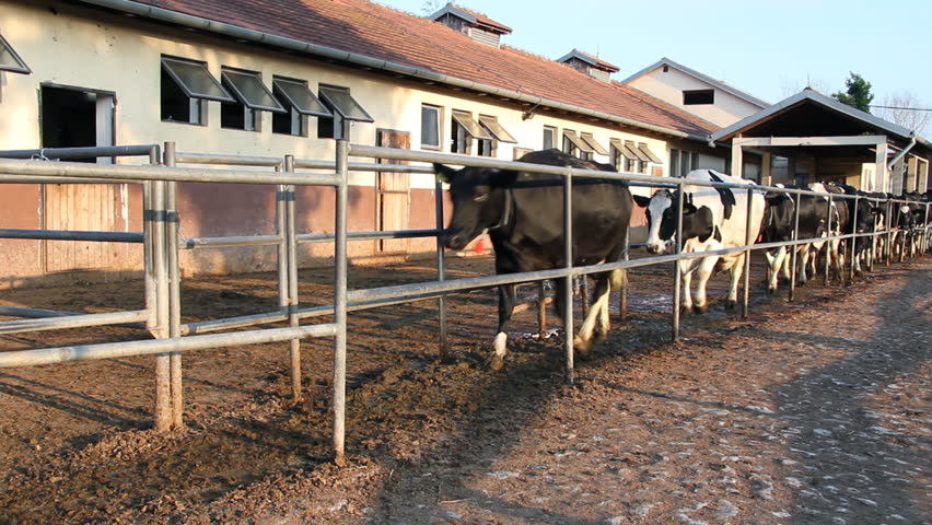 Dairy Farm, Holstein Cows on Farm