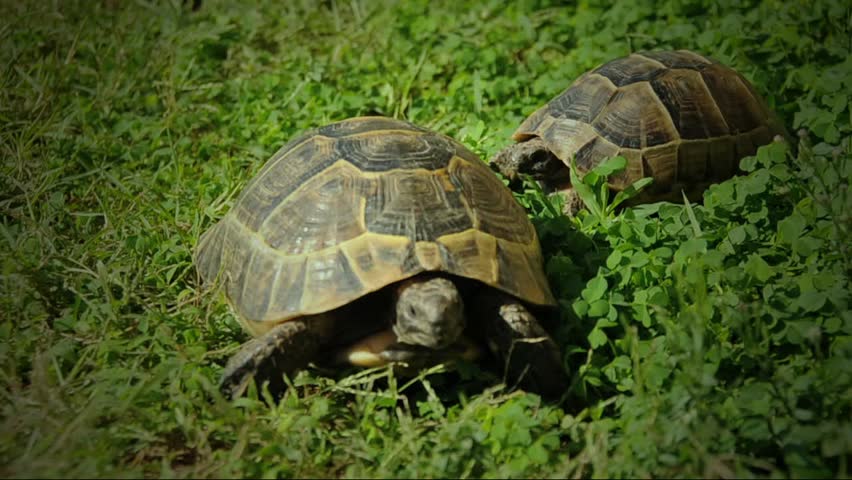 spur-thighed turtle eating