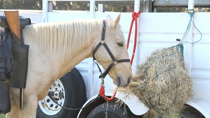 Horse With Saddle And Bridle Nibbles On Hanging Small Hay Bale
