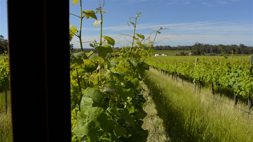 Looking down the rows of grapevines in a beautiful winery in South West Western Australia, between Margaret River and Dunsborough. Tracking shot.