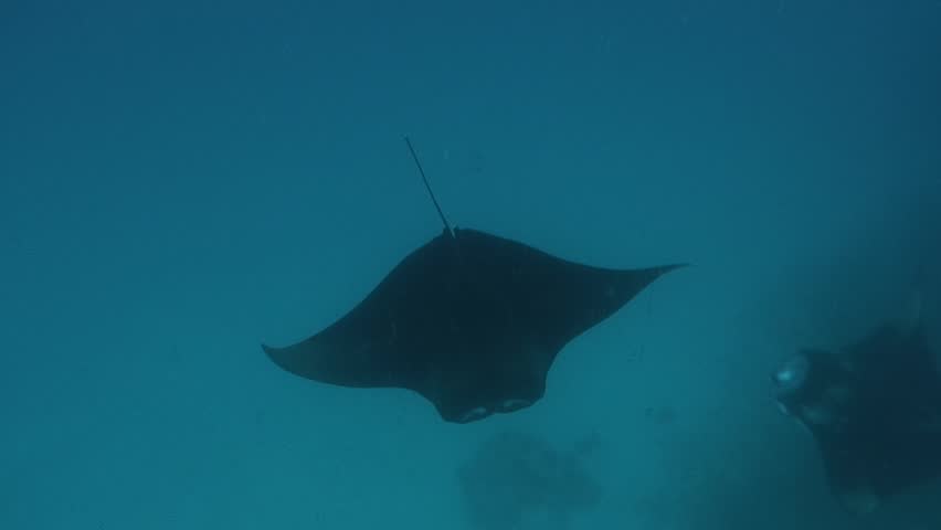 Manta Rays