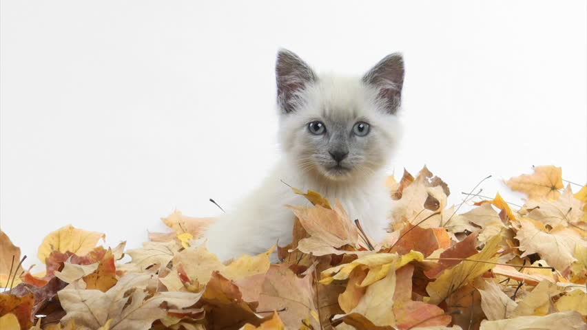 Cute kitten playing in pile of fall leaves 
