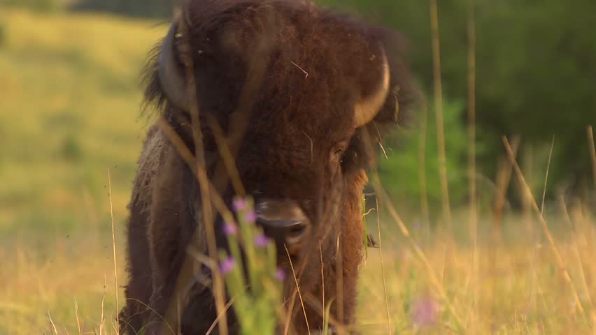 Buffalo Grazing - Slow Motion - A buffalo shakes his head and continues to graze. Slow motion.Â 