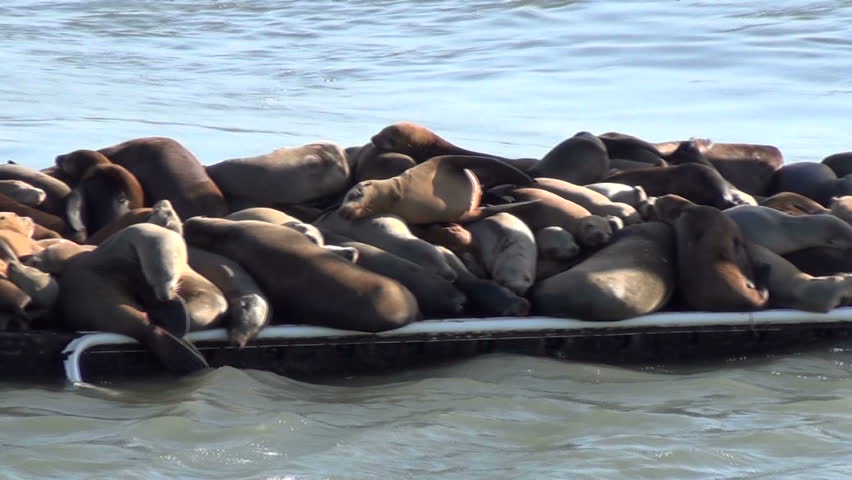 Pan of sea lions colony