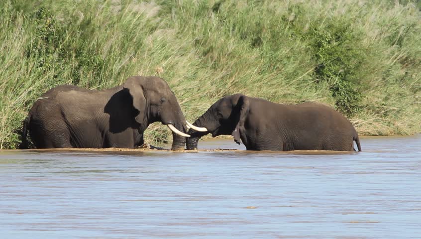 Two African elephants facing each other in the river