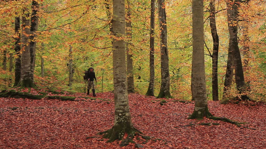 adventurer exploring the forest