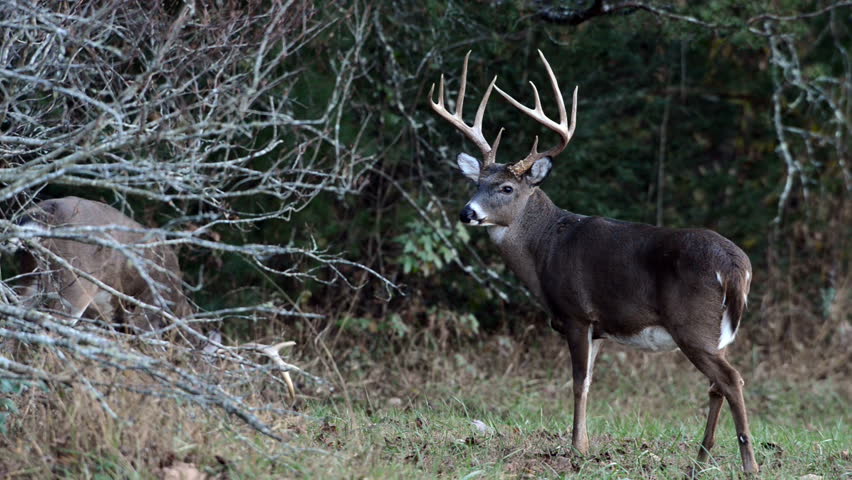 Large whitetailed deer buck in an open meadow