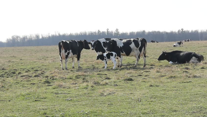 holstein dairy herd with baby calf in wisconsin