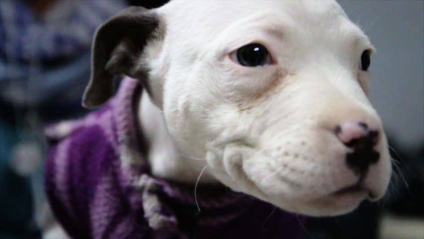 White pitbull puppy, blue eyes and purple sweater