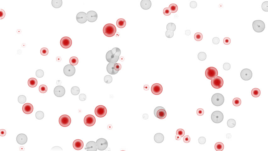 red and white blood cells interacting under microscope