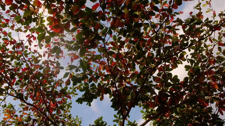 Header of fall under