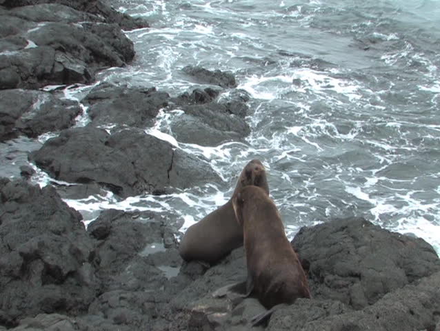 Fur sea lions are not commonly found in the Galapagos archepelago. They generally sleep during the day and they swim and hunt at night. They were nearly extinct due to hunting by whalers.