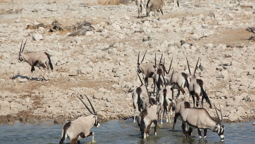 Gemsbok antelopes (Oryx gazella) drinking at a waterhole, Etosha National Park, Namibia