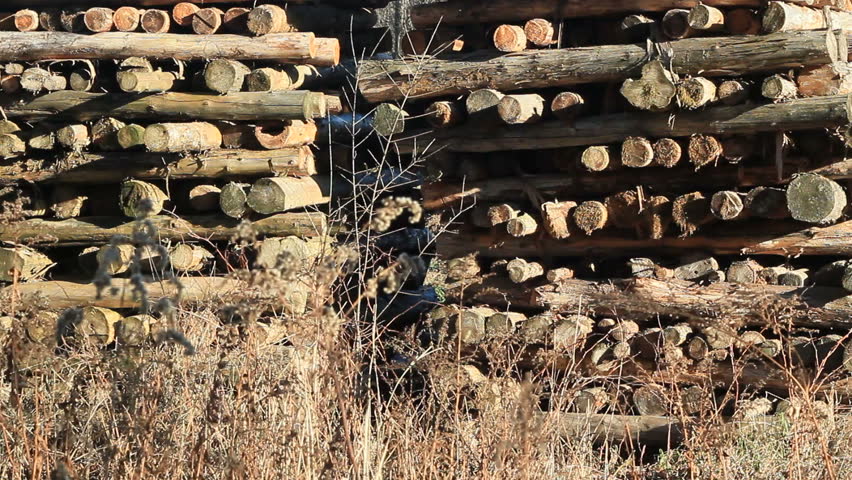 Lumberyard tree logs stacked up and drying.