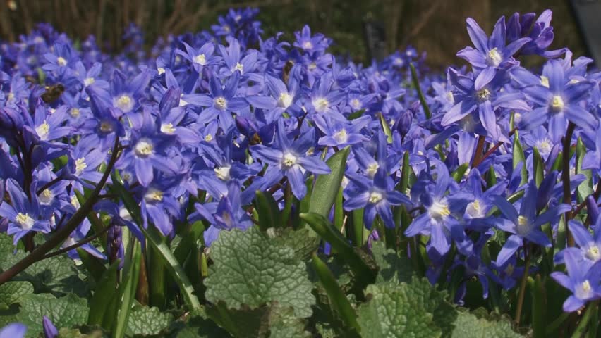 Glory-of-the-snow (chionodoxa ) with insects frog view