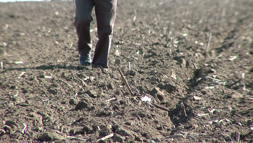 Farmer checking his crop ...