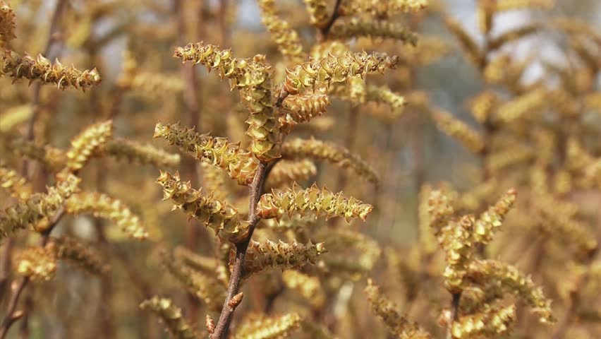 flowering catkins Bog Myrtle, Sweet Gale (Myrica gale) close up. Bog myrtle produces essential oil which has rich medicinal value.