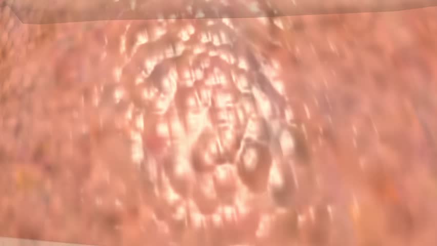 A transparent view into the thoracic cavity showing the expansion and deflation of the lungs and rib cage during breathing 
