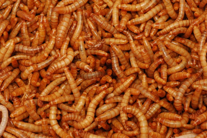Acheta Domesticus