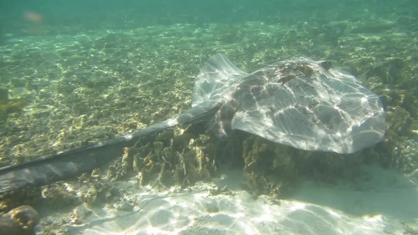 Lady Elliot Island, Great Barrier Reef, Queensland, Australia.  Snorkeling at a Coral Cay with a coral lagoon following a Stingray in warm clear water.  

