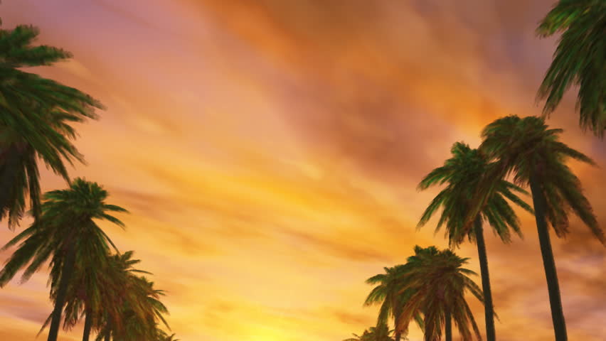 palm tree avenue at sunset