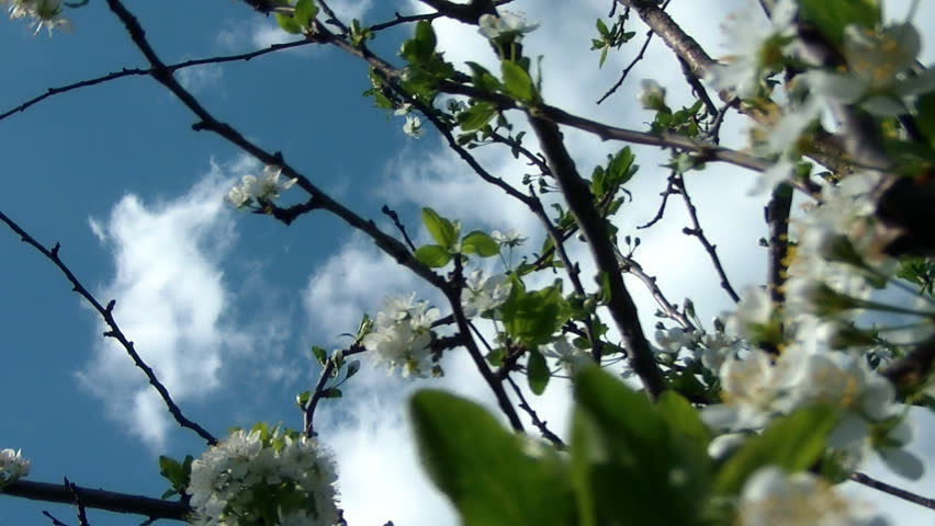 Cherry flower blooming in spring.
