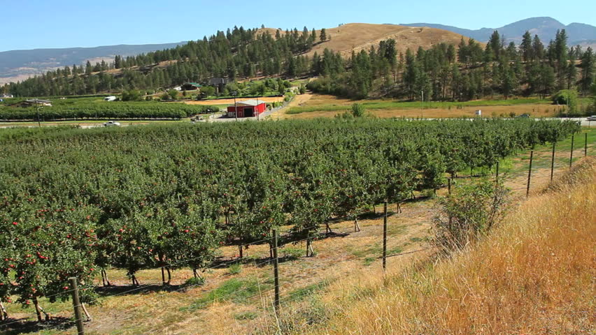 Apple orchard wide shot pan right to left