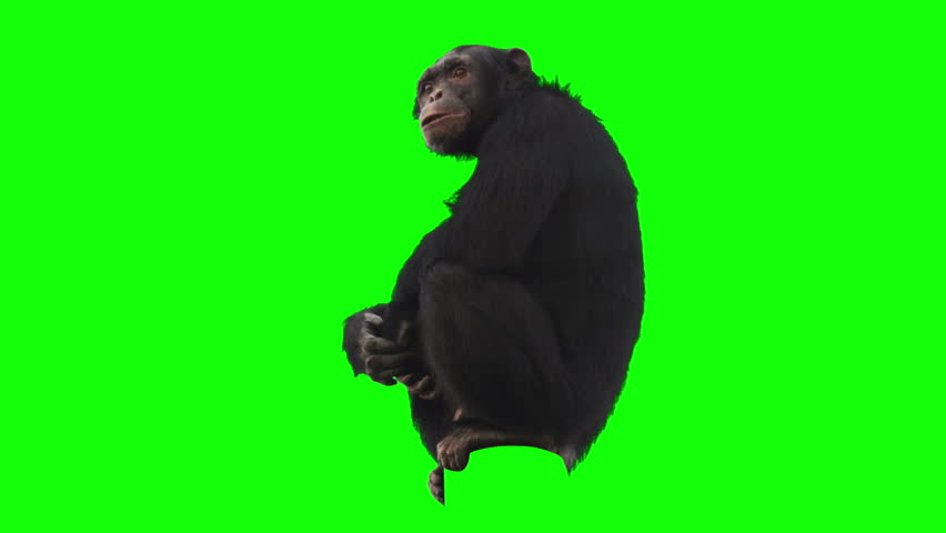 Monkey on green screen looking around. Alpha channel included. Shot with 4k red camera. 