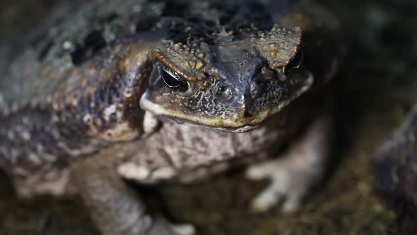 Cane Toad (Bufo marinus) female