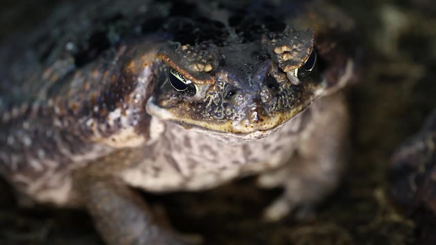 Cane Toad (Bufo marinus) female