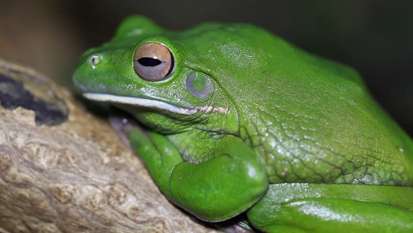 Green Tree Frog or White's Tree Frog or Dumpy Tree Frog (Litoria caerulea)