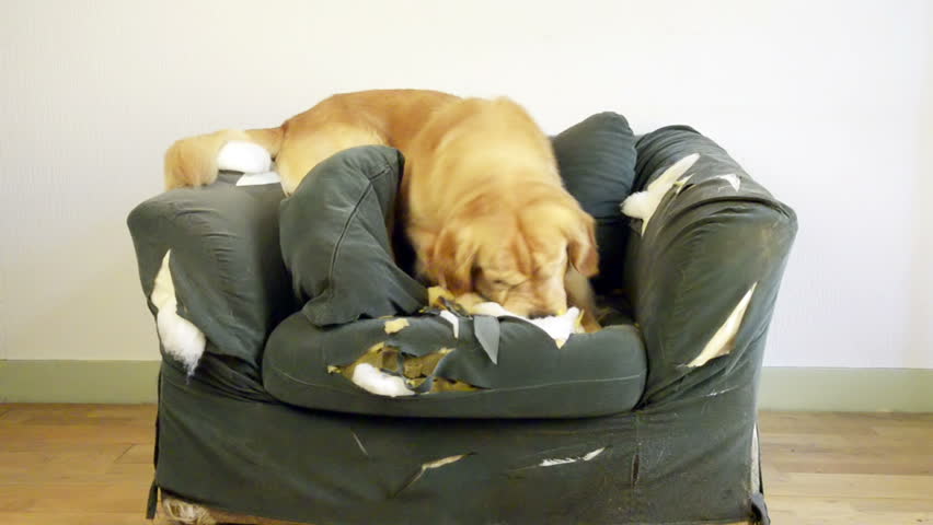 Dog demolishes chair 