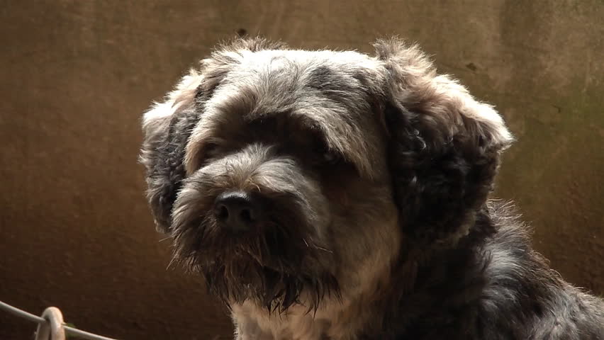 Oldest breed's of dogs - Tibetan terrier
